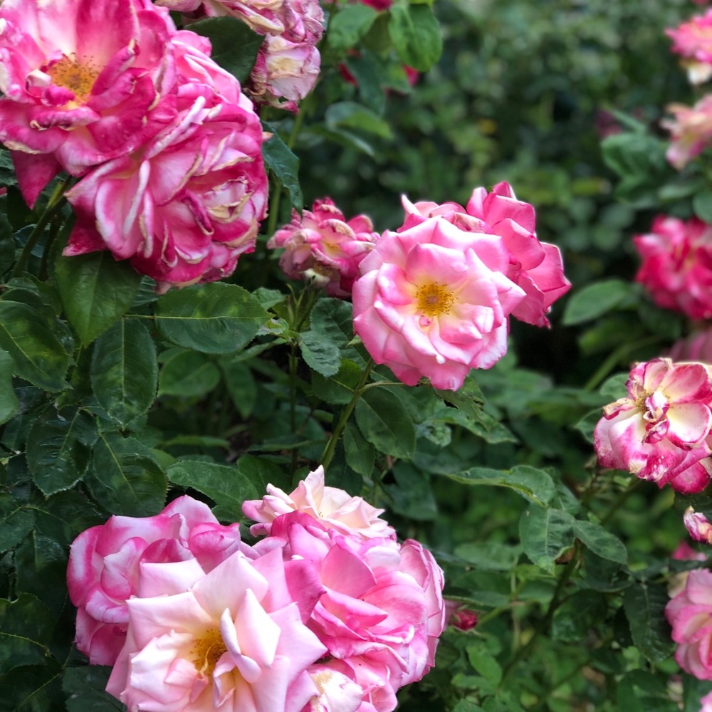 Meet your Posher, Eva